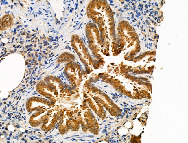 PRRG4 Antibody in Immunohistochemistry (Paraffin) (IHC (P))