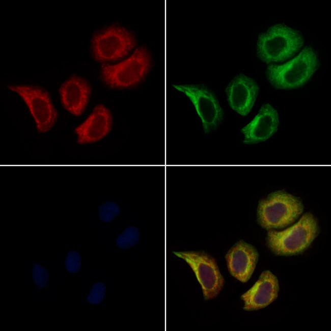 PTGES2 Antibody in Immunocytochemistry (ICC/IF)