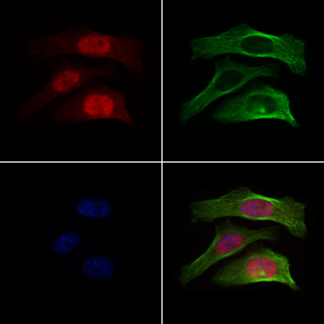 RACGAP1 Antibody in Immunocytochemistry (ICC/IF)