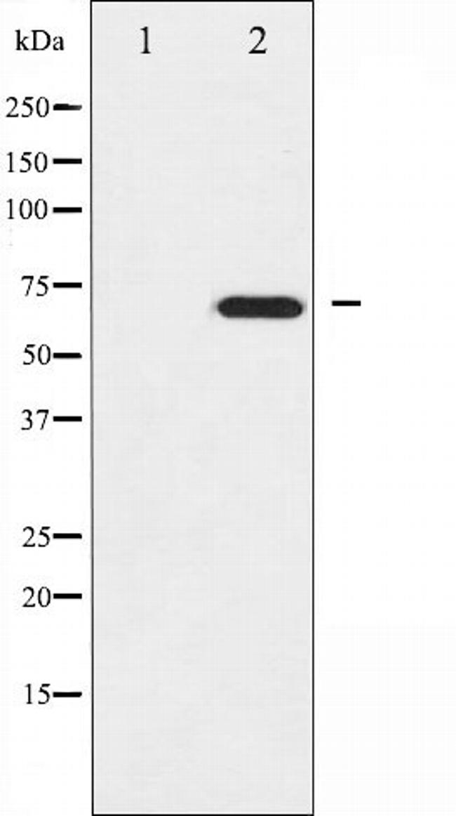 RACGAP1 Antibody in Western Blot (WB)