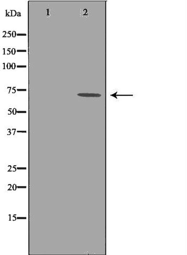 c-Rel Antibody in Western Blot (WB)