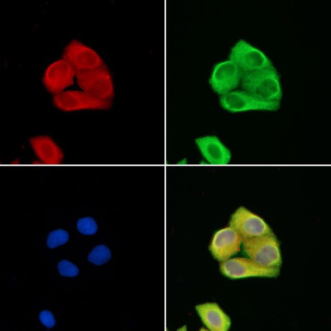 ATP6IP2 Antibody in Immunocytochemistry (ICC/IF)