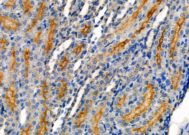 ATP6IP2 Antibody in Immunohistochemistry (Paraffin) (IHC (P))