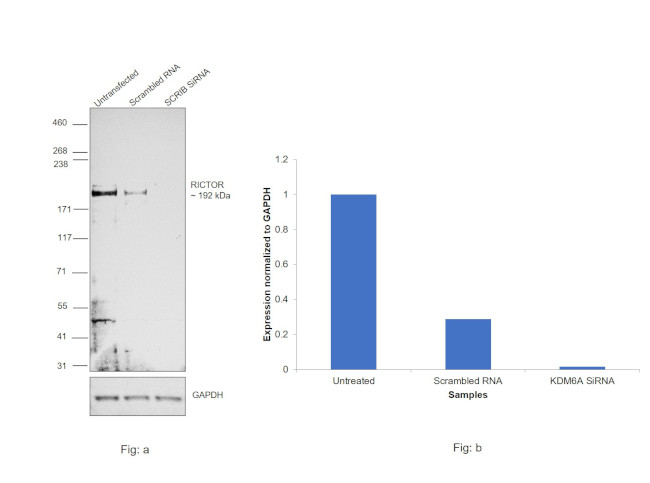 RICTOR Antibody