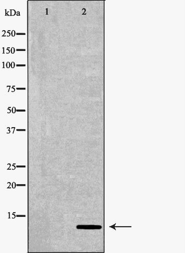 S100 Antibody in Western Blot (WB)