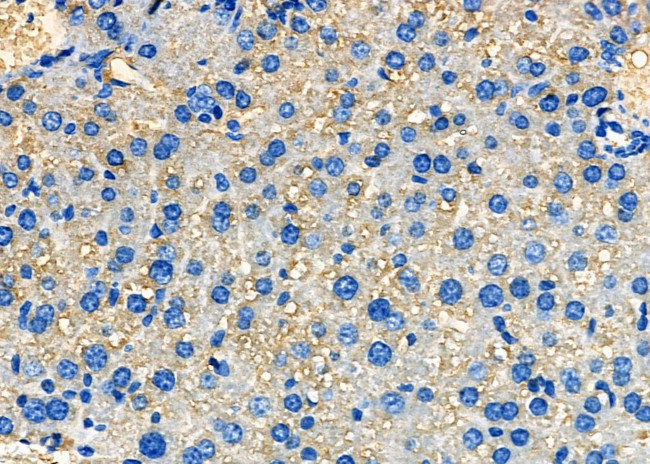 SAA4 Antibody in Immunohistochemistry (Paraffin) (IHC (P))