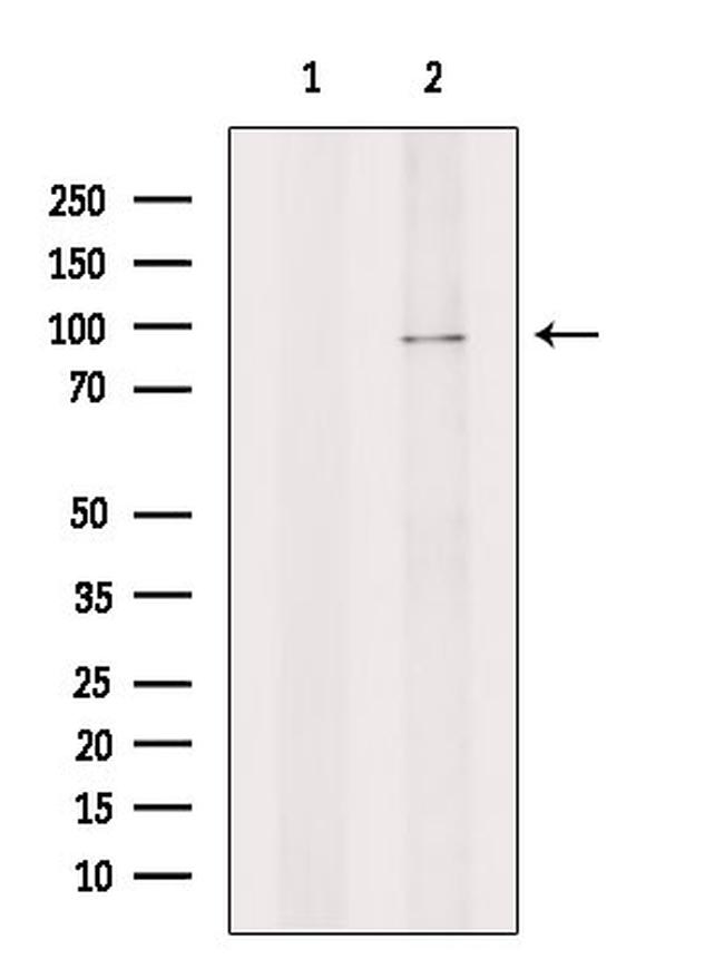 SART1 Antibody in Western Blot (WB)