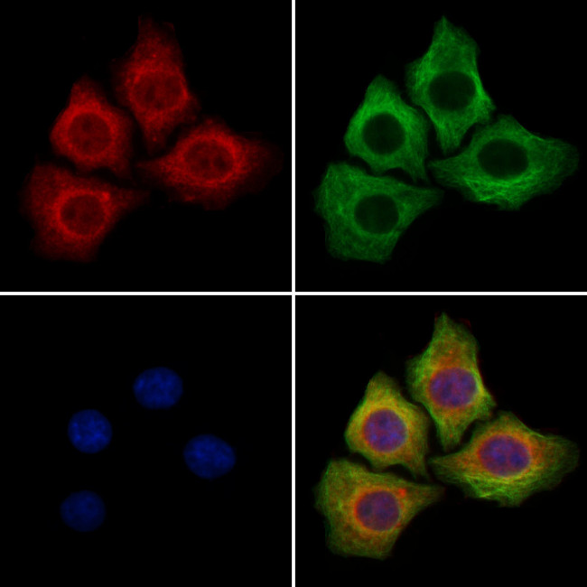 SRSF2 Antibody in Immunocytochemistry (ICC/IF)