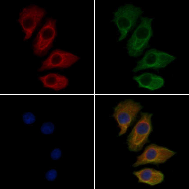 SCARF1 Antibody in Immunocytochemistry (ICC/IF)