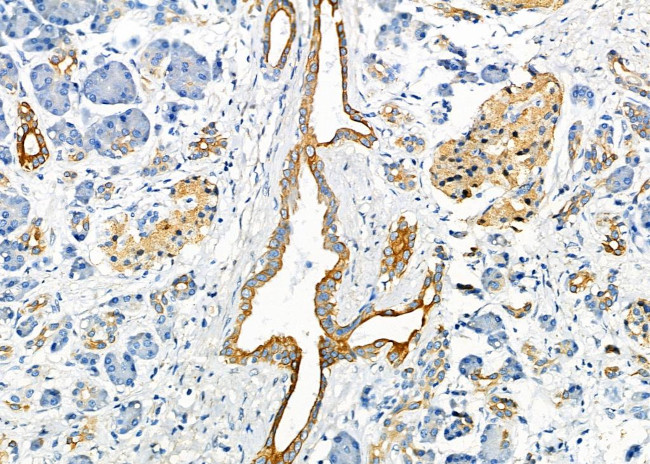 SCARF1 Antibody in Immunohistochemistry (Paraffin) (IHC (P))