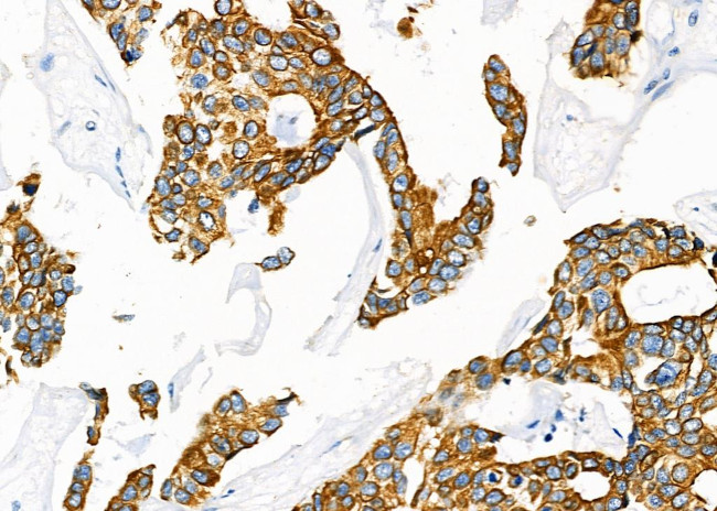 SCARF1 Antibody in Immunohistochemistry (Paraffin) (IHC (P))