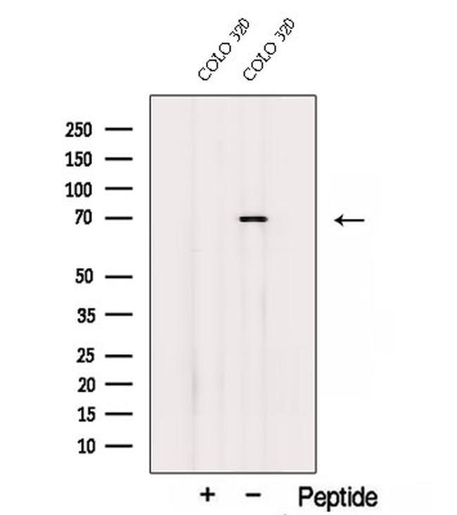 SDPR Antibody in Western Blot (WB)