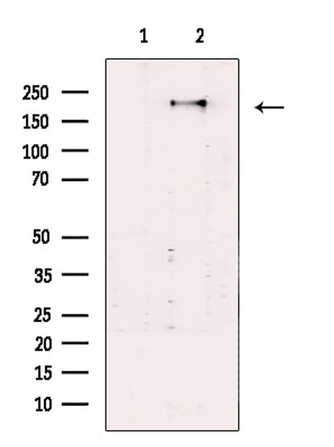 SEC16A Antibody in Western Blot (WB)