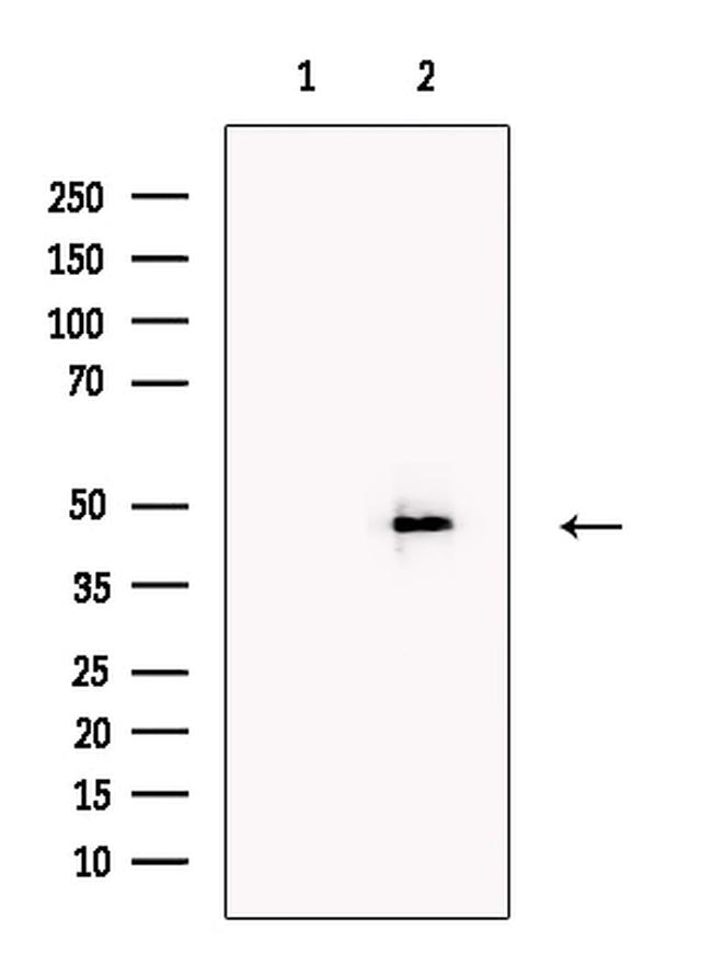 SERBP1 Antibody in Western Blot (WB)