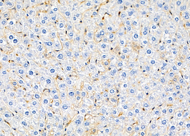 SH2D4A Antibody in Immunohistochemistry (Paraffin) (IHC (P))