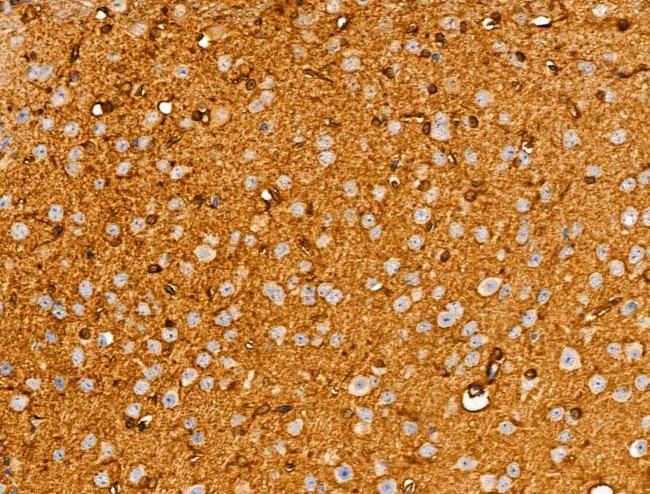 SHANK3 Antibody in Immunohistochemistry (Paraffin) (IHC (P))