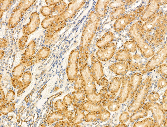 SHANK3 Antibody in Immunohistochemistry (Paraffin) (IHC (P))