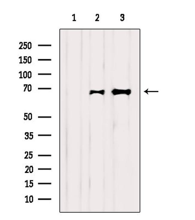 SHP-1 Antibody in Western Blot (WB)