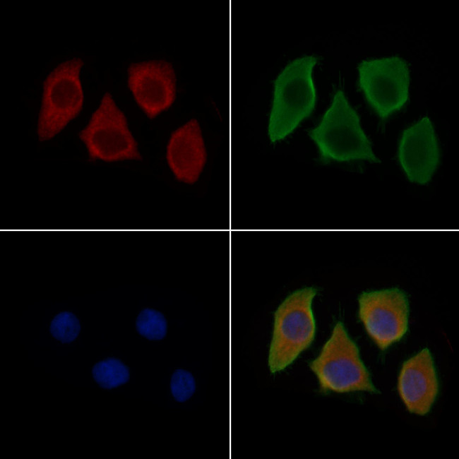 CD169 Antibody in Immunocytochemistry (ICC/IF)