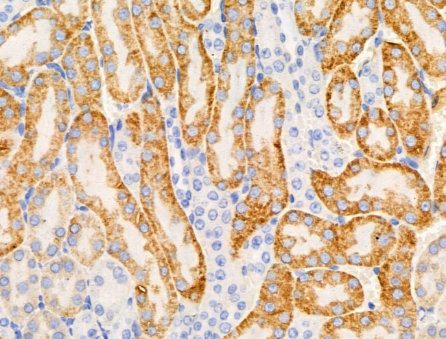 CD169 Antibody in Immunohistochemistry (Paraffin) (IHC (P))