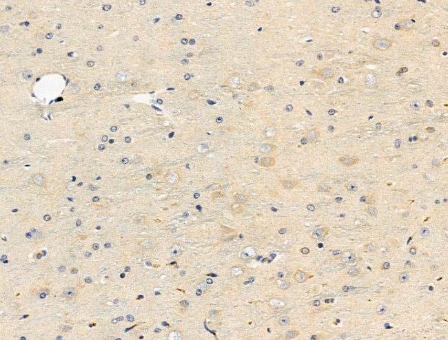 CD169 Antibody in Immunohistochemistry (Paraffin) (IHC (P))