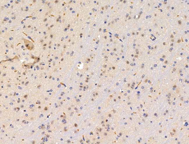 SIGLEC7 Antibody in Immunohistochemistry (Paraffin) (IHC (P))