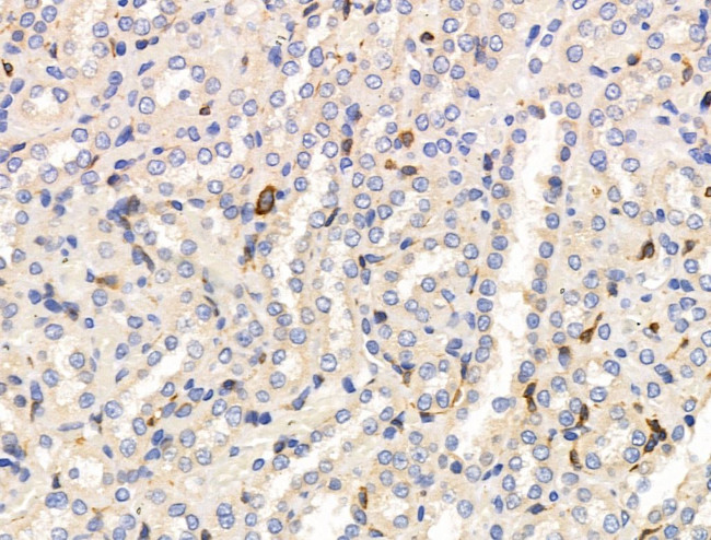 SIGLEC7 Antibody in Immunohistochemistry (Paraffin) (IHC (P))