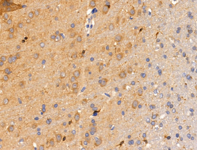 SIGLEC7 Antibody in Immunohistochemistry (Paraffin) (IHC (P))