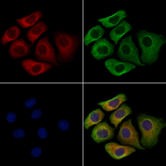 SIGLEC9 Antibody in Immunocytochemistry (ICC/IF)