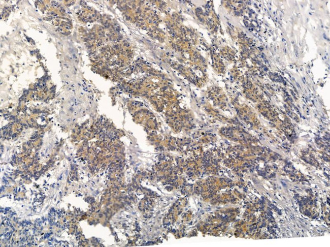 SIGLEC9 Antibody in Immunohistochemistry (Paraffin) (IHC (P))