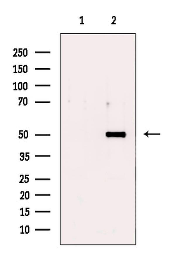 SIGLEC9 Antibody in Western Blot (WB)