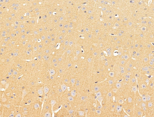 SLC16A8 Antibody in Immunohistochemistry (Paraffin) (IHC (P))