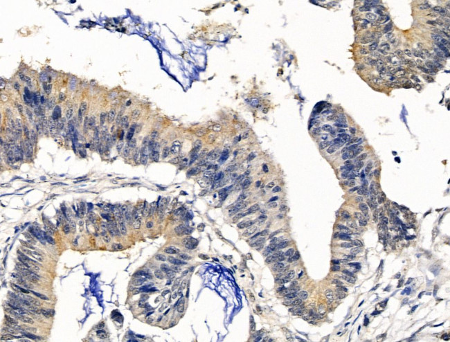 Ferroportin Antibody in Immunohistochemistry (Paraffin) (IHC (P))