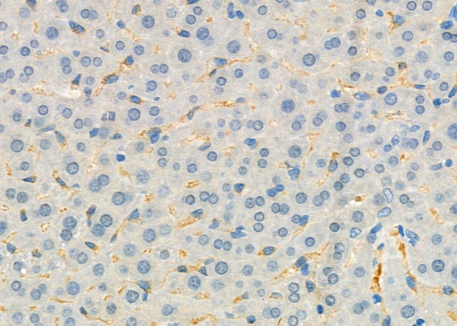 SLC9A2 Antibody in Immunohistochemistry (Paraffin) (IHC (P))