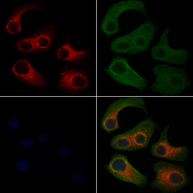 SLIRP Antibody in Immunocytochemistry (ICC/IF)