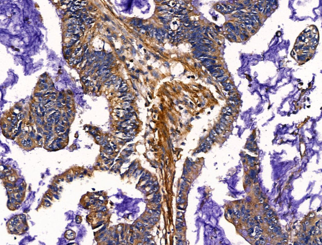 SLIRP Antibody in Immunohistochemistry (Paraffin) (IHC (P))