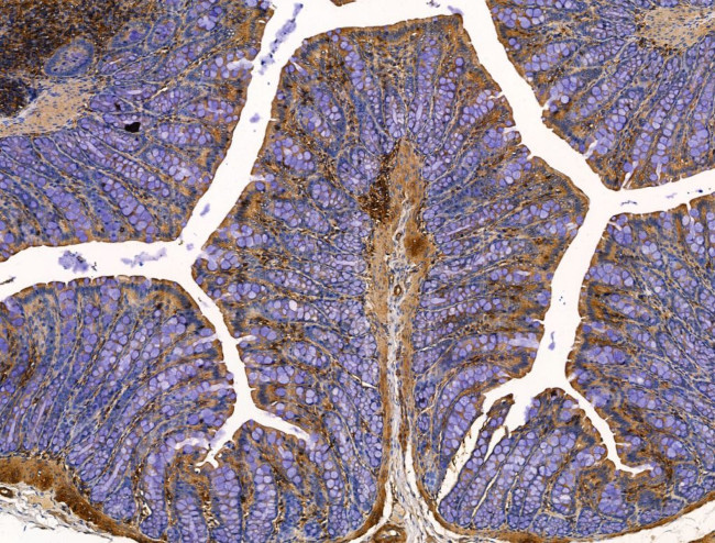 SLIRP Antibody in Immunohistochemistry (Paraffin) (IHC (P))