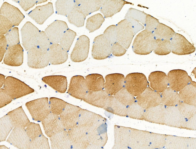 SLIRP Antibody in Immunohistochemistry (Paraffin) (IHC (P))