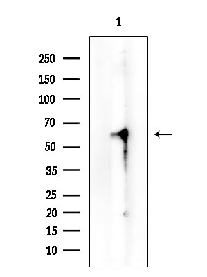SMARCB1 Antibody in Western Blot (WB)