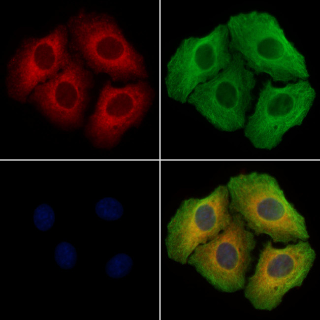 SNTB2 Antibody in Immunocytochemistry (ICC/IF)