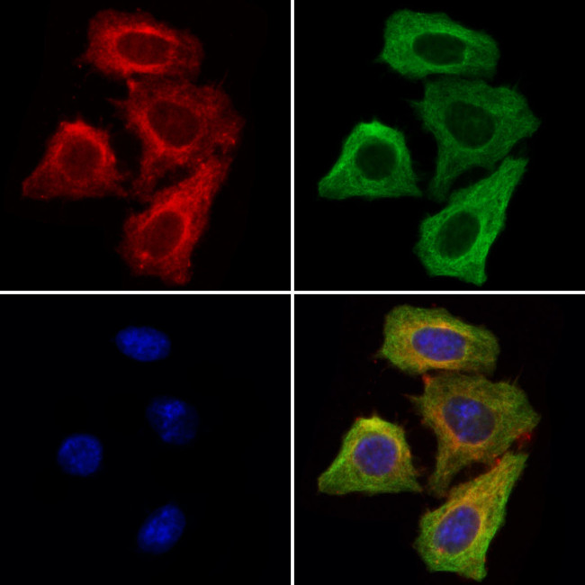 SORL1 Antibody in Immunocytochemistry (ICC/IF)