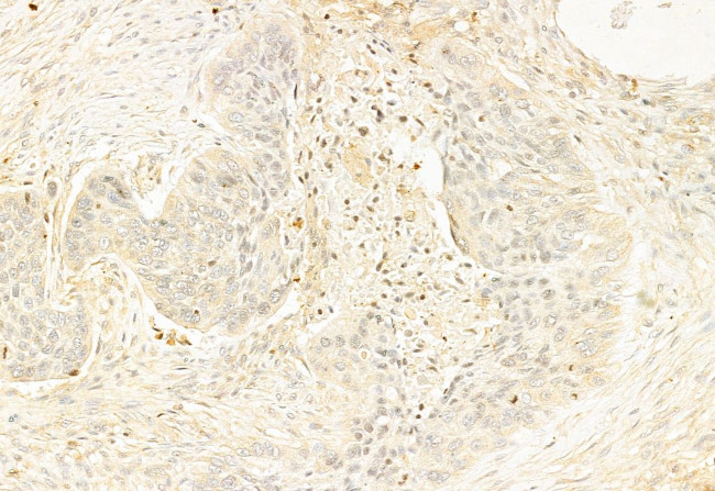 SOX9 Antibody in Immunohistochemistry (Paraffin) (IHC (P))