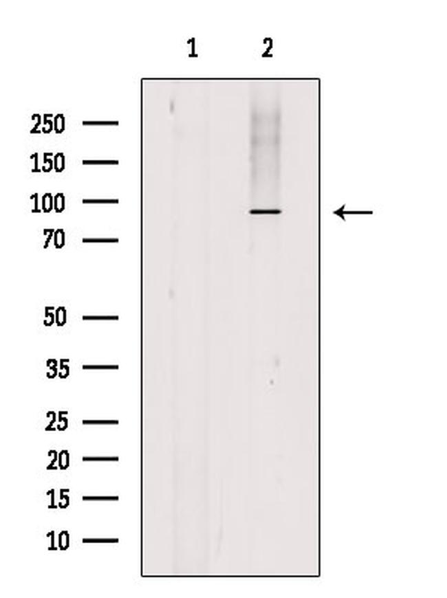 SP1 Antibody in Western Blot (WB)