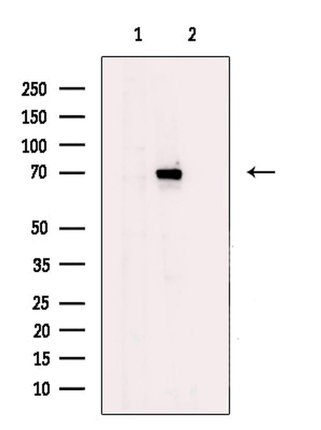 SSX2IP Antibody in Western Blot (WB)