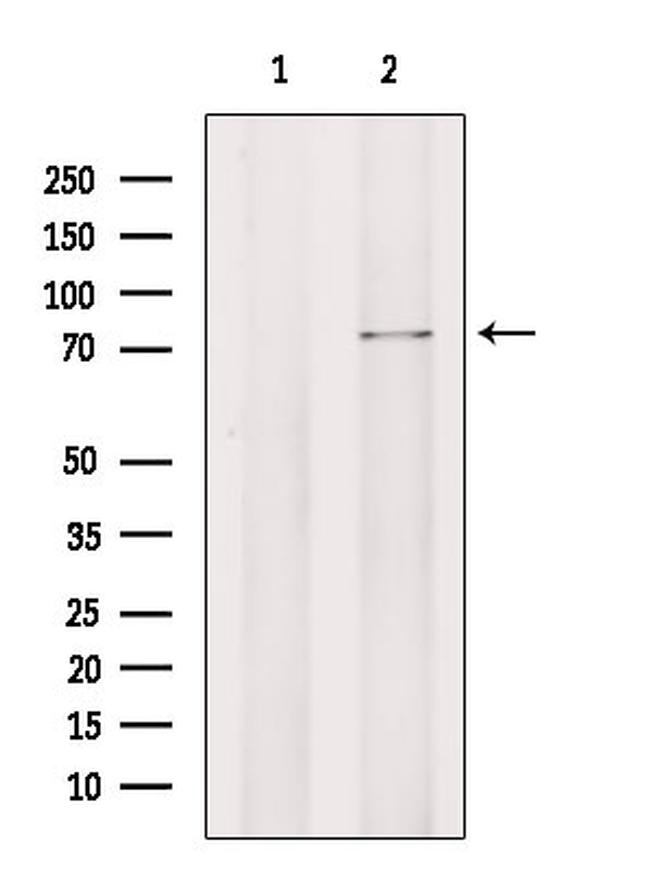 SSX2IP Antibody in Western Blot (WB)