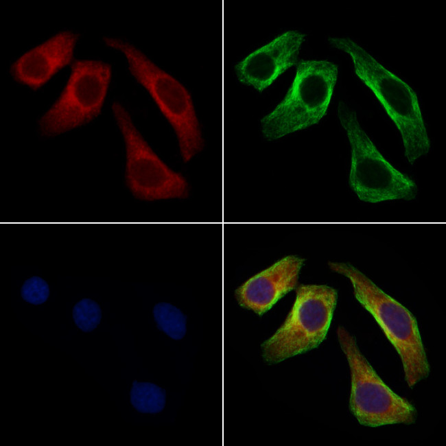 STAM Antibody in Immunocytochemistry (ICC/IF)