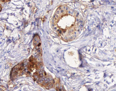 STEAP4 Antibody in Immunohistochemistry (Paraffin) (IHC (P))