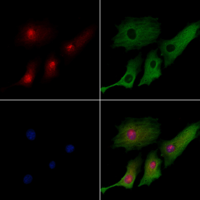 Stella Antibody in Immunocytochemistry (ICC/IF)