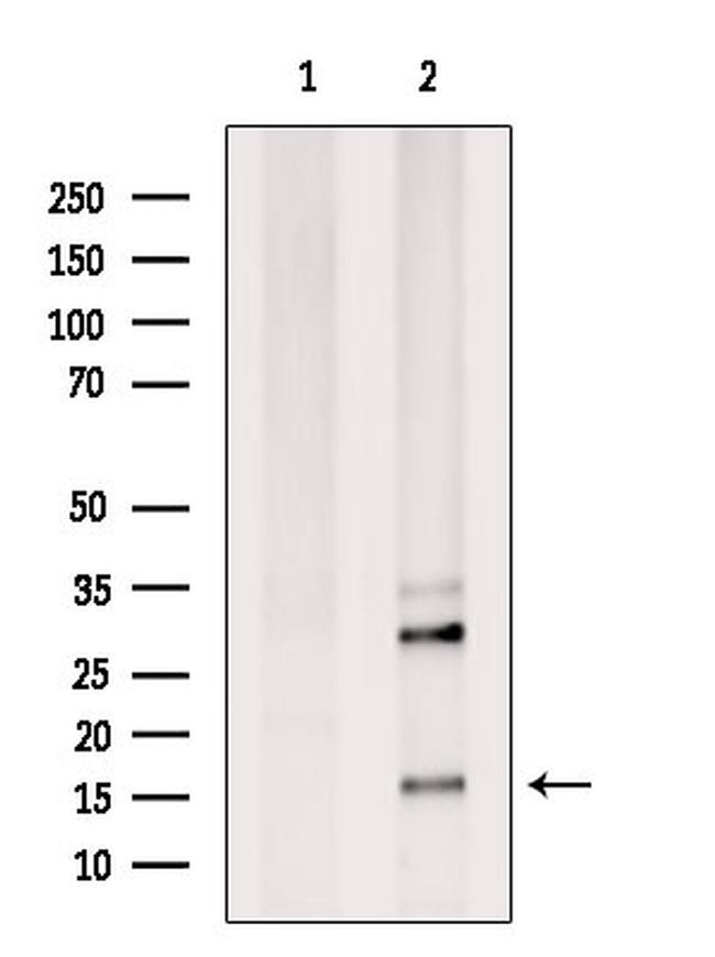 Stella Antibody in Western Blot (WB)