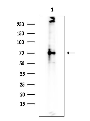 SPAK Antibody in Western Blot (WB)